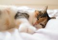 Apa yang Terjadi Jika Kita Tidur Bersama Hewan Peliharaan?