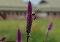 Mengapa Ada Nama Ilmiah untuk Flora dan Fauna?