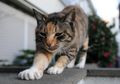 Pernah Lihat Kucing Seperti Sedang Memijat? Ternyata Ini Alasannya