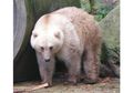 Beruang Grolar, Hasil Persilangan Beruang Grizzly dan Beruang Kutub