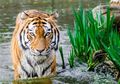 Siapa Sebenarnya Raja Hutan Itu, Gajah, Harimau, Atau Manusia?