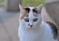 Pernah Melihat Mata Kucing Berbentuk Garis Lurus? Ini Dia Penyebabnya