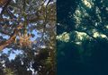 (Foto) di Luar Dugaan! 7 Benda Aneh Ini Pernah Ditemukan di Dalam Hutan
