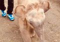 Ekosistem Terganggu, Seekor Anak Gajah Tersesat Di Dekat Permukiman