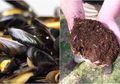 Wow! 6 Makanan Ini Diminta Narapidana Sebelum Dieksekusi Mati, Salah Satunya Setumpuk Kotoran
