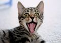 Benarkah Kucing Punya Sembilan Nyawa?