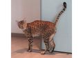 Ini Syaratnya Kalau Mau Pelihara Savannah, Kucing Termahal di Dunia