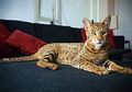 5 Kucing Termahal di Dunia, Nomor 1 Harganya Rp1,4 Miliar Lho!