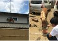 Seekor Kuda Bertengger di Atap Rumah, Ternyata Ini Penyebabnya