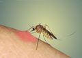 Sama-Sama Berasal dari Nyamuk, Kenali Perbedaan Chikungunya dan DBD