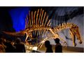 Spinosaurus, Pemburu yang Ukuran Tubuhnya Lebih Besar dari T-rex