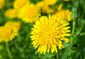 Secangkir Teh Dandelion Sebelum Tidur Ternyata Bisa Cegah Penuaan Dini, Lo!