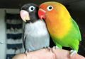 Kisah Burung Kesepian yang Berakhir Bahagia Setelah Menemukan Jodohnya