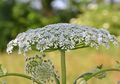 Jangan Sampai Menyentuh Tanaman Hogweed Raksasa, Bahaya Dampaknya!