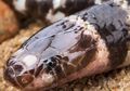 Ada Spesies Ular Baru yang Terancam Punah Ditemukan di Australia