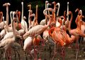 Keren, Ternyata Inilah Penyebab Warna Bulu Flamingo Bisa Berubah-ubah!