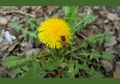 Dandelion, Gigi Singa yang Bisa Terbang