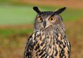 Keren! Burung Hantu Punya 3 Kelopak Mata yang Fungsinya Berbeda-beda