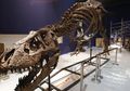 Tahun Depan Bakal Ada Pameran T-Rex di Washington, Amerika Serikat