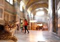 Berkenalan dengan Gli, Kucing Lucu yang Populer di Hagia Sophia Turki