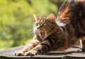 Teman-Teman Pecinta Kucing? Coba Kunjungi Beberapa Tempat Wisata Ini