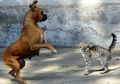 Benarkah Kucing dan Anjing Sering Berkelahi Seperti Kata Peribahasa?