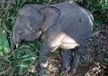Rusak Perkebunan Warga, Gajah Kerdil di Borneo Ditembak Mati