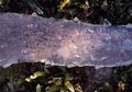 Pyrosoma Atlantcium, Hewan Laut Bertubuh Aneh dan Transparan