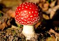 Jamur Amanita, Si Cantik yang Beracun