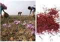 Butuh Kerja Keras Saat Memanen, Rempah-Rempah ini Sampai Dihargai Belasan Juta!