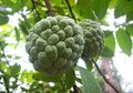 9 Manfaat Tersembunyi dari Buah Srikaya, Sangat Dianjurkan untuk Ibu Hamil dan Anak-anak