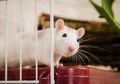 Tips Memasang Umpan dan Jebakan Tikus, Rumah Bebas dari Tikus