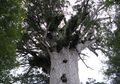 Kisah Pohon Tane Mahuta, si Raja Hutan yang Sekarang Sedang Sekarat