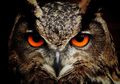 5 Jenis Burung Hantu yang Ada di Film Harry Potter, Masih Ingat?