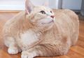 Bronson, Kucing yang Harus Diet Karena Kelebihan Berat Badan