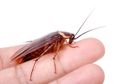 Jelang Valentine, Kebun Binatang Ini akan Namai Kecoak Sesuai Nama Mantan, Lalu Dijadikan Santapan Hewan Ini