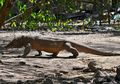 Ingin Berkunjung ke Taman Nasional Komodo? Jangan Abaikan 5 Hal Ini