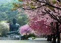 Chungnam-do Provinsi Eksotis Penuh Sejarah di Korea Selatan!