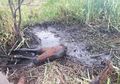 Terjebak di Kubangan Lumpur, Beginilah Aksi Heroik Penyelamatan Kuda