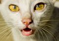 Alat Ini Bakal Bikin Kita Bisa Ngomong Sama Kucing dan Hewan Lain