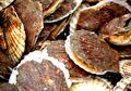 Kerang Punya Cara Sendiri untuk Merawat Cangkangnya, Lihat 7 Faktanya
