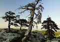 Pinus Heldreich, Pohon Tertua di Eropa! Usianya Sudah 1230 Tahun