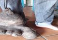Aneh, Kentang Ini Berbentuk Seperti Kaki Manusia dengan 6 Jari