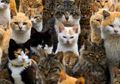 Wah, Tanpa Sadar 7 Hal Ini Membuat Kucing Diam-diam Membenci Anda, Lo!