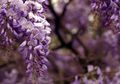 Indahnya Bunga Wisteria Saat Musim Semi Tak Kalah dengan Sakura
