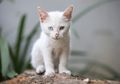 Unik! Odd Eye Cat, Kucing dengan Warna Bola Mata yang Berbeda!