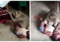 Seekor Monyet Menyelinap dan Mencuri Bayi dari dalam Rumah, Begini Kejadian Akhirnya!