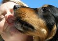Dijilat Anjing, Seorang Wanita Tewas dan Pria Diamputasi: Begini Infeksi dan Risiko yang Ditimbulkan Bakteri Liur Anjing