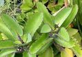 Punya Cocor Bebek? Ternyata Tanaman Ini Berasal dari Madagaskar