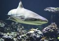 5 Mitos dan Fakta Seputar Hiu, Ikan yang Ternyata Takut dengan Manusia